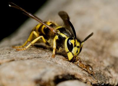 Ant-V-Wasp.jpg