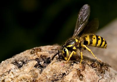 Wasp-Ants.jpg