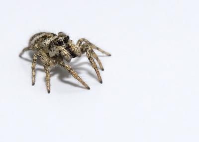 Tiny jumping spider.jpg