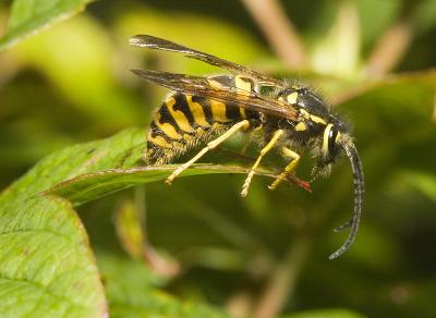 Wasps 2.jpg