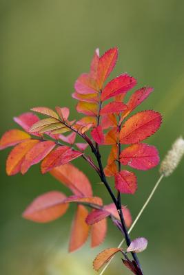 Autumn color 3.jpg