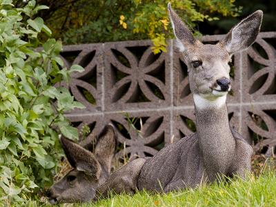 Mother and young_mule deer.jpg