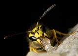 Wasp (1).jpg