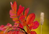 Autumn color 2.jpg