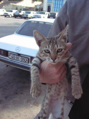 The sweetest kitten in all of Azerbaijan.  It nuzzled, it purred, it made me cry...
