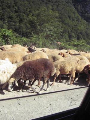 The car was surrounded by a giant herd of sheep!!