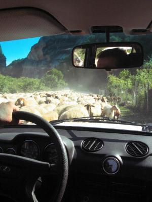 Sheeeeeep!  The driver was angry and frustrated, and kept honking and muttering, trying to shove sheep with the car.