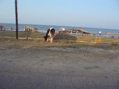 Cows at the beach!  I couldn't get a good shot out the window.  They were eating weeds and garbage.
