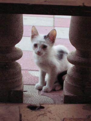 This little kitty looks just like my kitty, Tycho.  She lived in a restaurant by the beach.