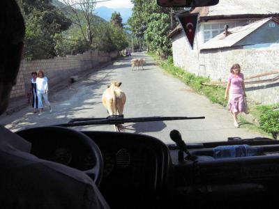 A common sight-- cows wandering in the road. This one might have been deaf, as she didn't respond to the horn.