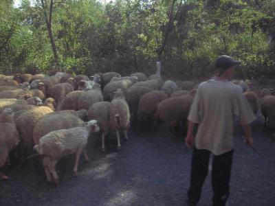 The bus pushed through this huge flock of sheep.