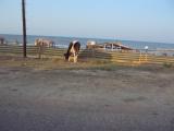 Cows at the beach!  I couldnt get a good shot out the window.  They were eating weeds and garbage.