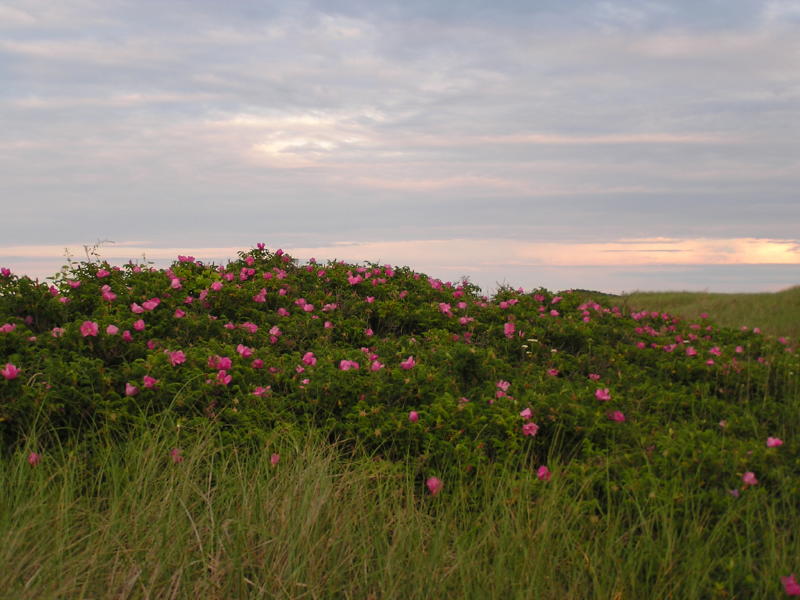 Beach Roses.JPG