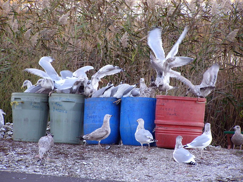 Feeding frenzy.JPG