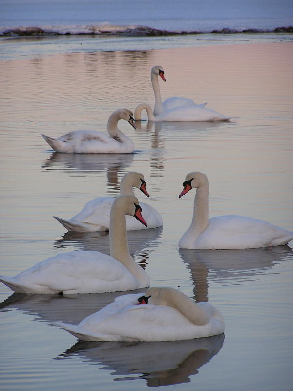 Seven swans a swimming.jpg