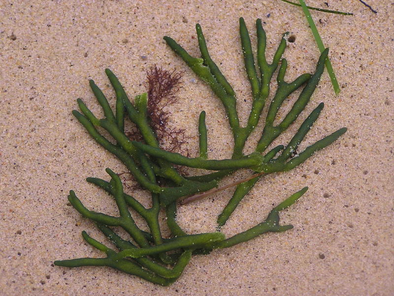 seaweed n sand.jpg