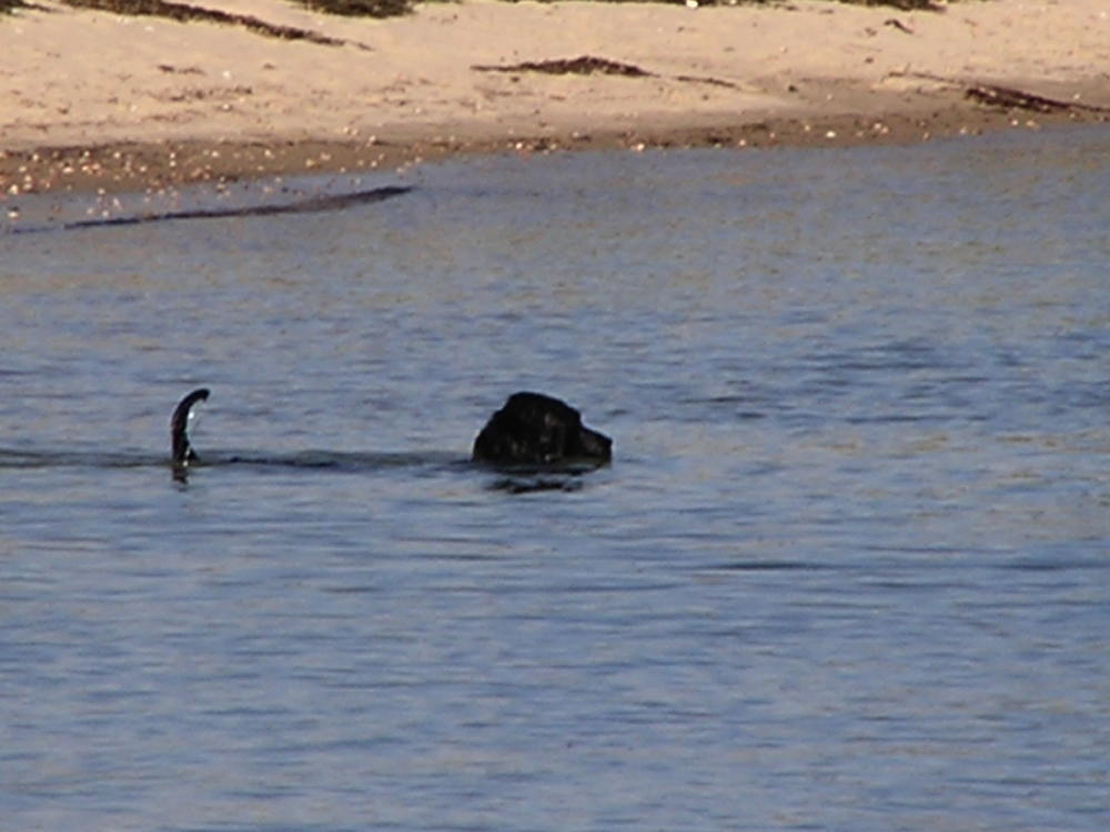 Dogfish.JPG
