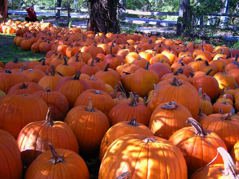 Morning Glory Farm Marthas Vineyard.jpg