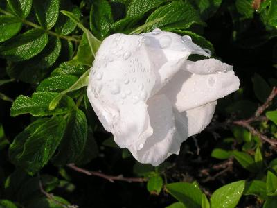 White Beach Rose.JPG