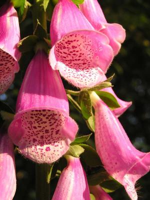 Crazy like a FoxGlove.JPG