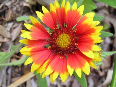 flower study two.JPG