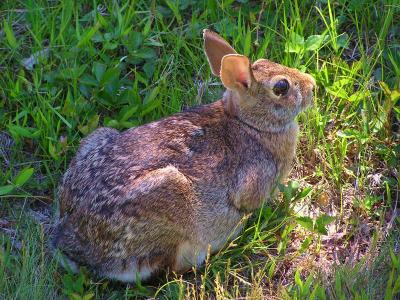 Bunny.jpg