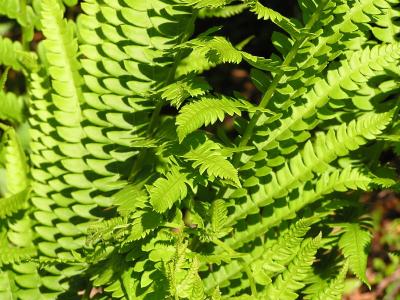 ferns.JPG