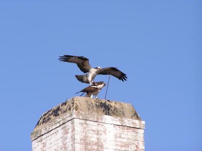 pair of Osprey.JPG