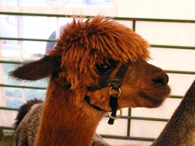 Alpaca.jpg