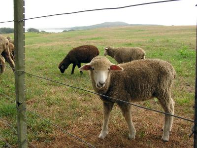 Allen Farm Sheep.jpg