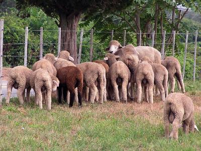 sheep butts.jpg