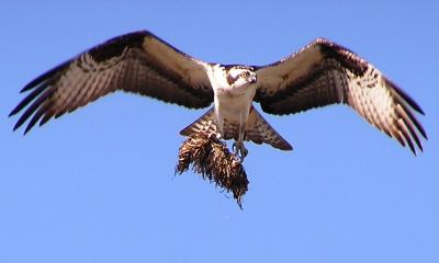 Osprey with nesting.jpg