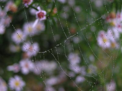 cobwebs and dewdrops.JPG