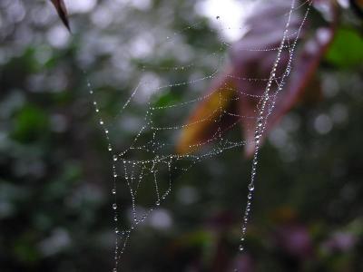 dewdrops and cobwebs.JPG