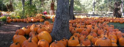 Pumpkin tree.jpg