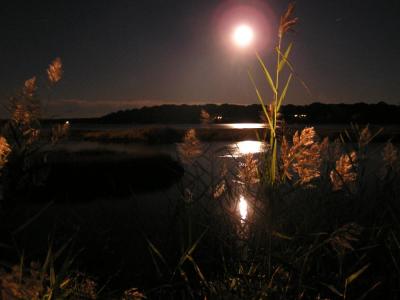 October moonlight.JPG