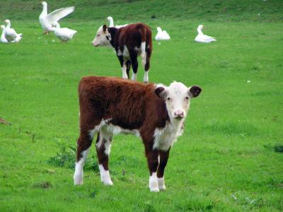 Young calf  at ArrowHead Farm in West Tisbury MA.JPG