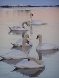 Seven swans a swimming.jpg
