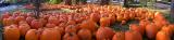 101 Pumpkins.jpg