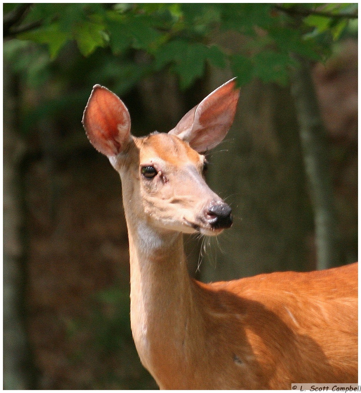 Doe.960.JPG