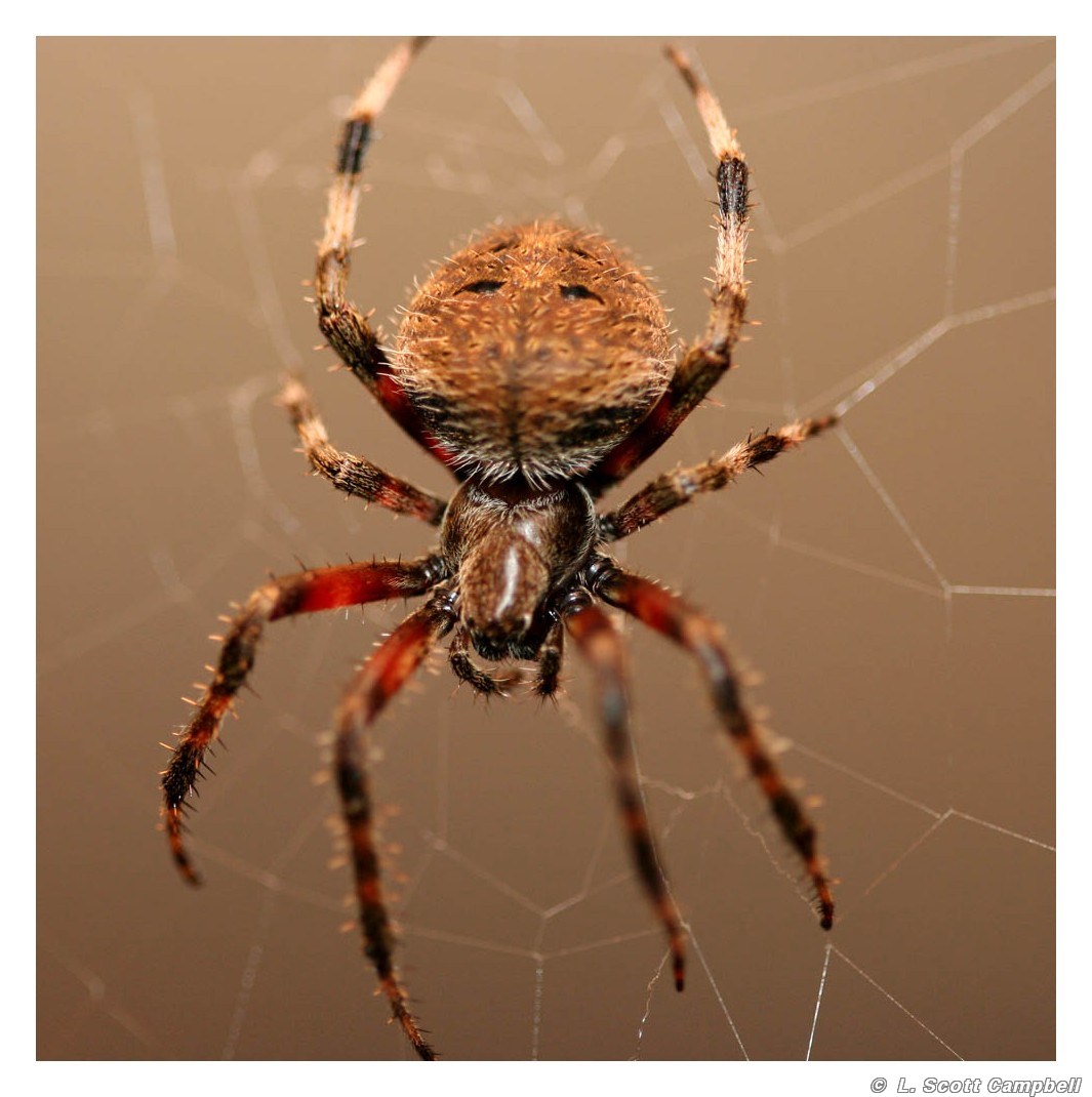 Spider.1345.jpg