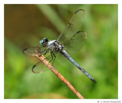 Dragonfly_1125.jpg
