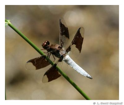 Dragonfly.1141.jpg