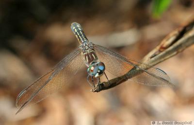 Dragonfly.1180.jpg