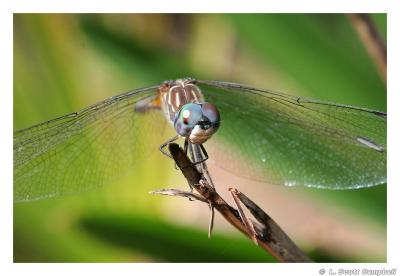 Dragonfly.1185.jpg