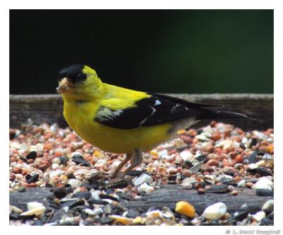 Goldfinch.1472.jpg