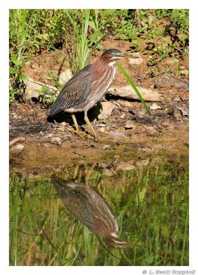 GreenHeron.1555.jpg