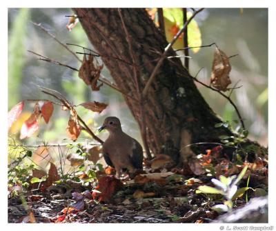 MourningDove.2683.jpg