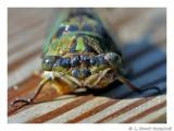 Cicada.1689.jpg