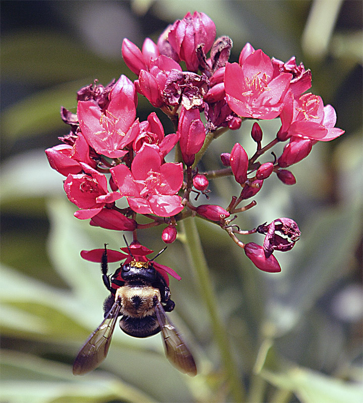 Bee Upside Down on Flowerjpg